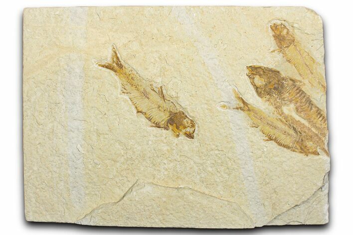 Plate of Four Fossil Fish (Knightia) - Wyoming #346047